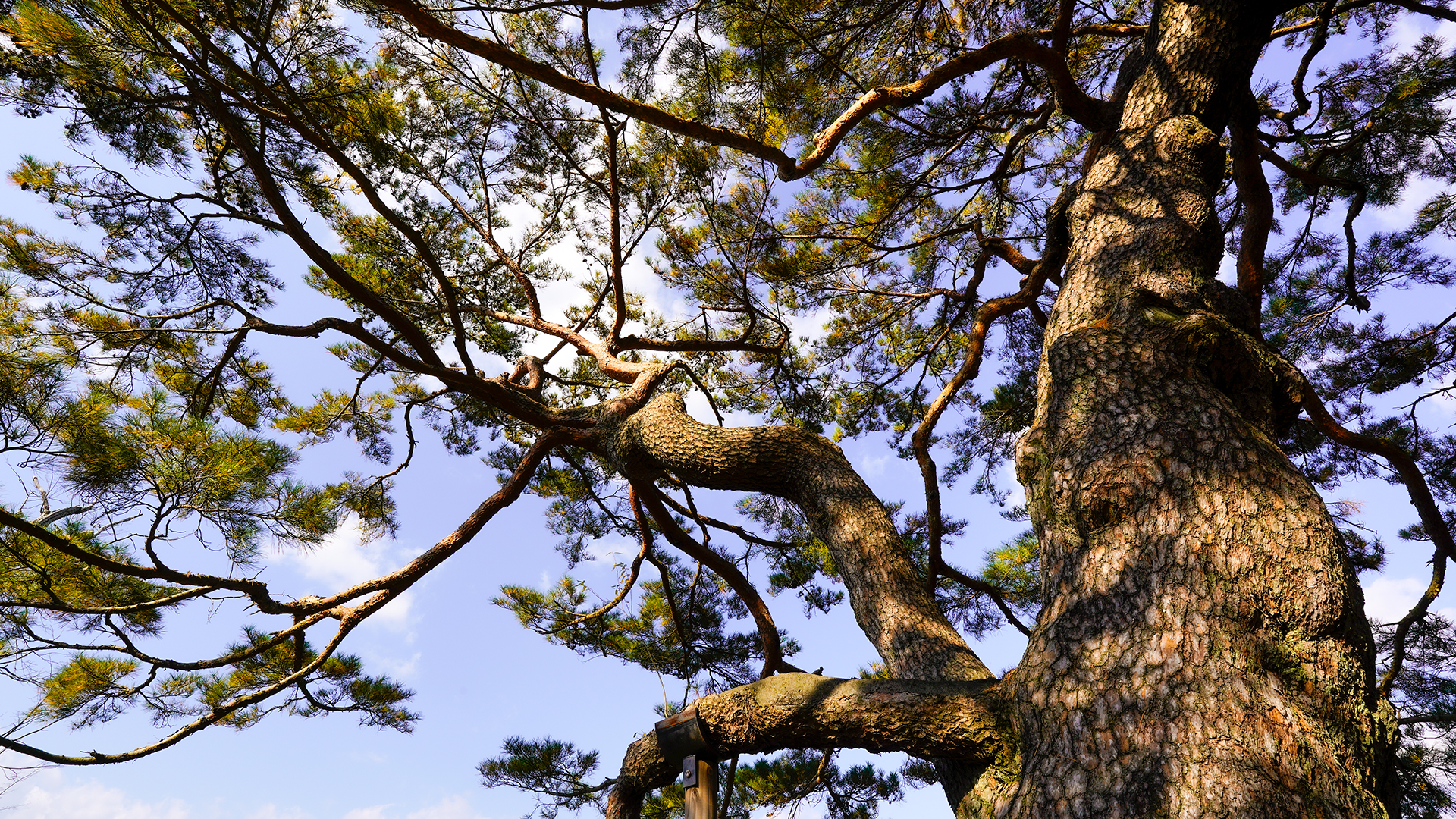 하동 축지리 문암송